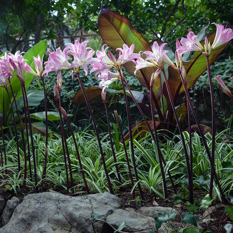 belladonna lily flower Belladonna Lily