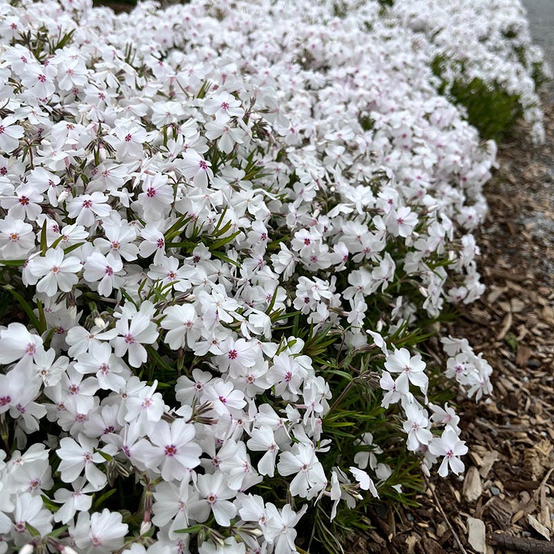 Amazing Grace Creeping Phlox