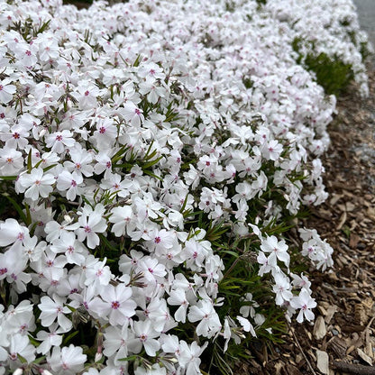 Amazing Grace Creeping Phlox