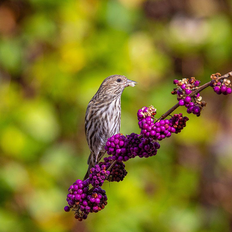 American Beautyberry