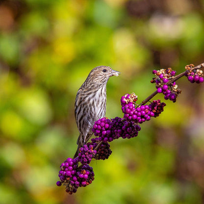 American Beautyberry