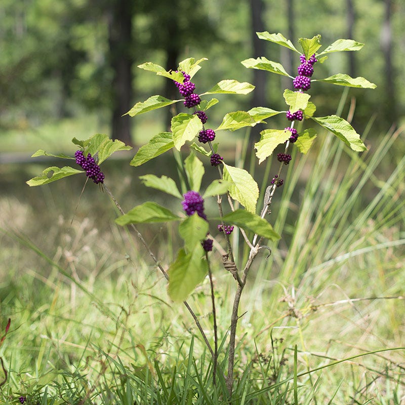American Beautyberry | Pink/Purple | Plant - 3" Pot by American Meadows