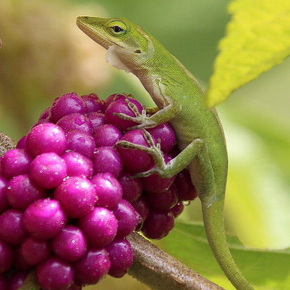 American Beautyberry