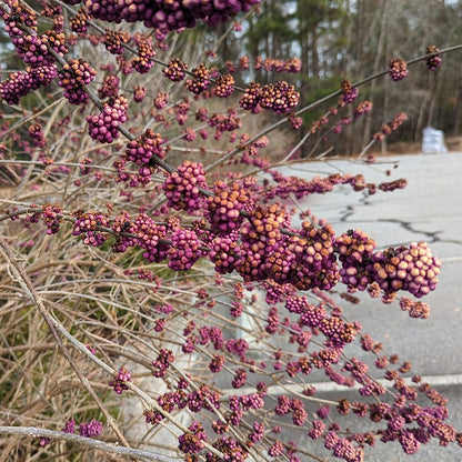 American Beautyberry