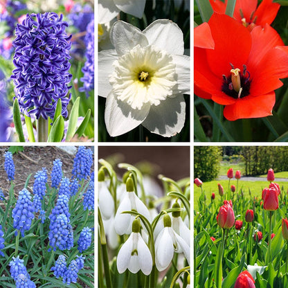 American Dreams Bulb Collection