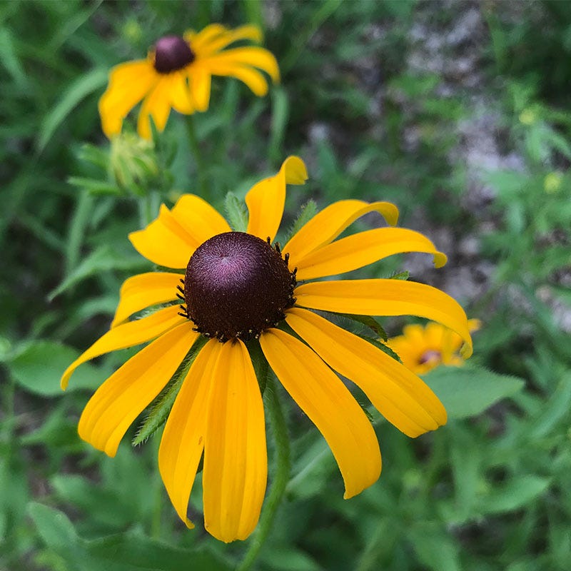 American Gold Rush Black Eyed Susan - Thumbnail 2