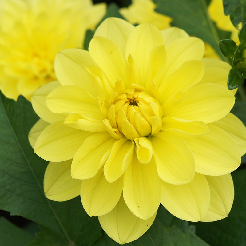 American Sun Decorative Dahlia