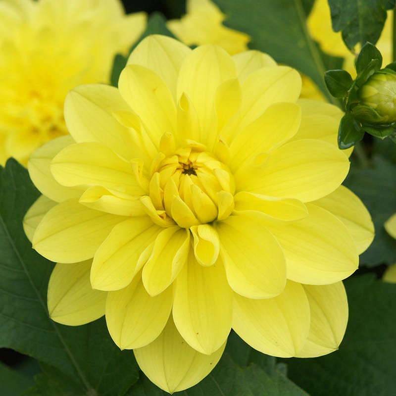 Dahlia Days Limited Collection - Thumbnail 2