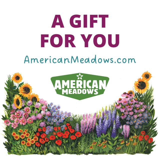 eGift Certificate By Email