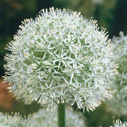 Premier Flower Bulb Collection