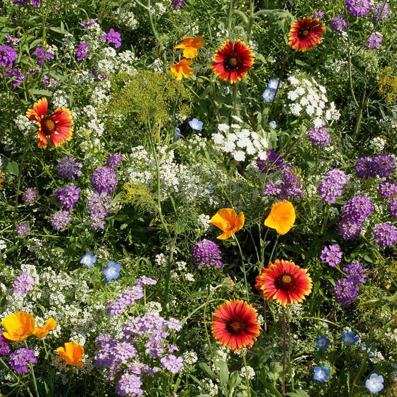 american meadows wildflower seeds Beneficial Bug Wildflower Seed Mix