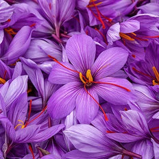 Fall Flowering Crocus Bulbs