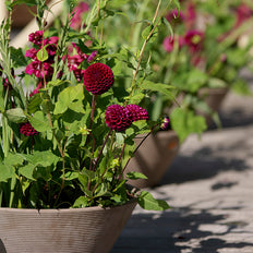 Container Gardening With Spring-Planted Bulbs