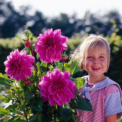 Thomas Edison Dinner Plate Dahlia