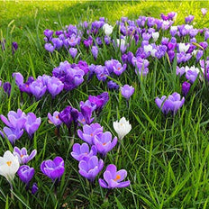 Crocus Flower Bulbs