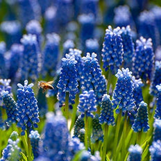 Grape Hyacinth Flower Bulbs