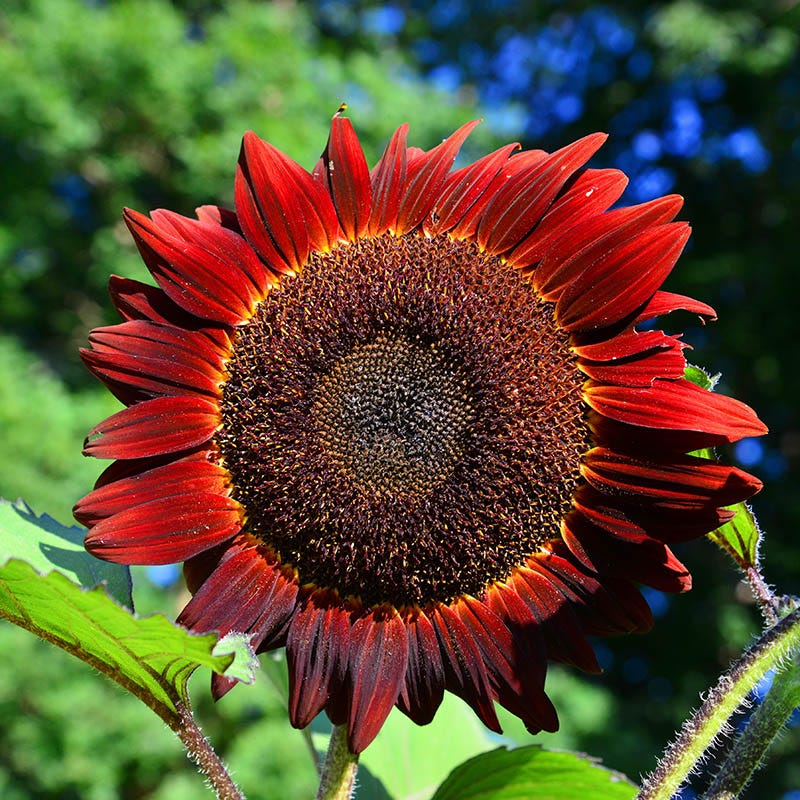 Ten Rayed Sunflower Red Sun Sunflower Seeds, Helianthus | American Meadows