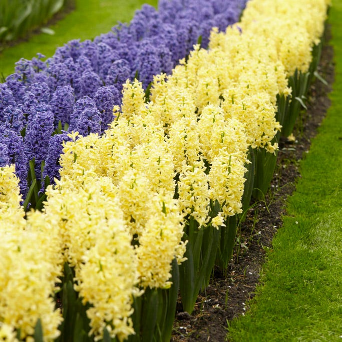 Gipsy Princess Hyacinth