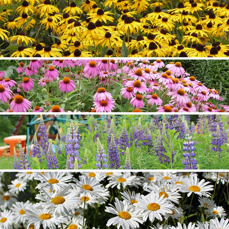 Long Lasting Wildflower Seed Collection