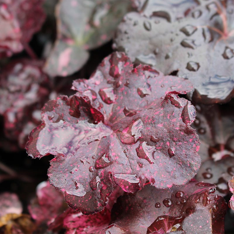 Midnight Rose Coral Bells - Thumbnail 2