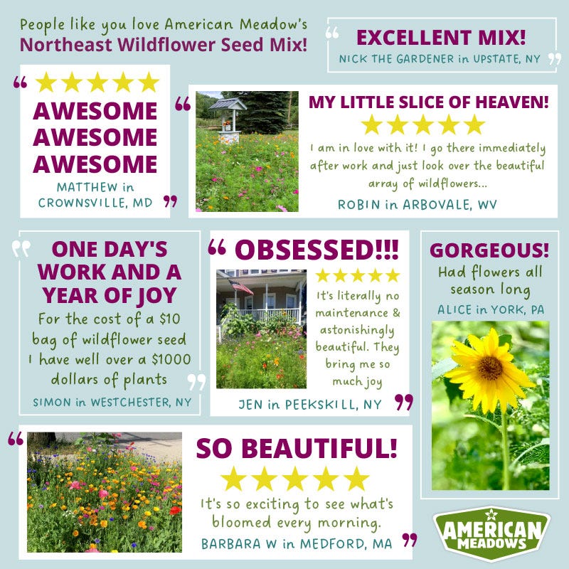 american meadows flower seeds Northeast Wildflower Seed Mix