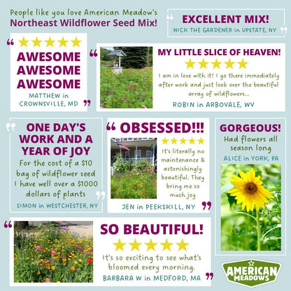 Northeast Wildflower Seed Mix