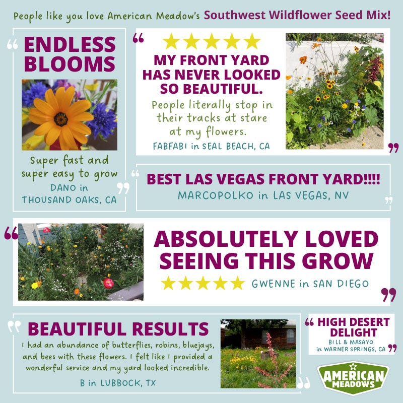 southwest wildflower seeds Southwest Wildflower Seed Mix