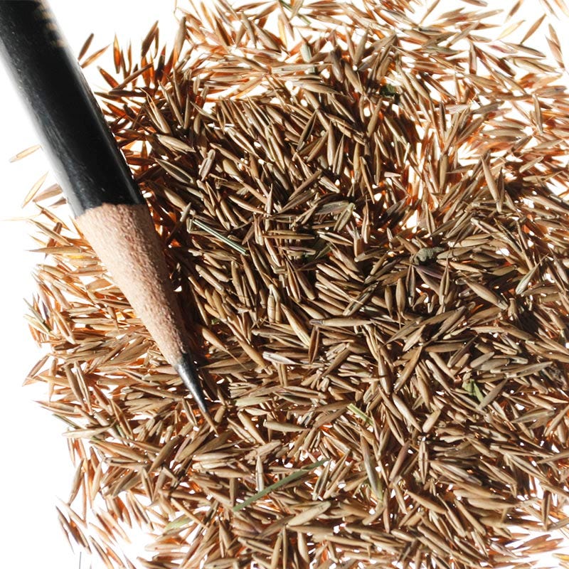 Sheep Fescue Grass Seeds