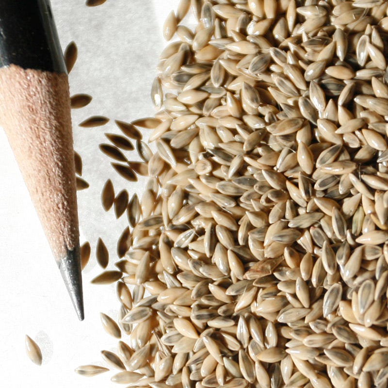 Switchgrass Shelter Seeds