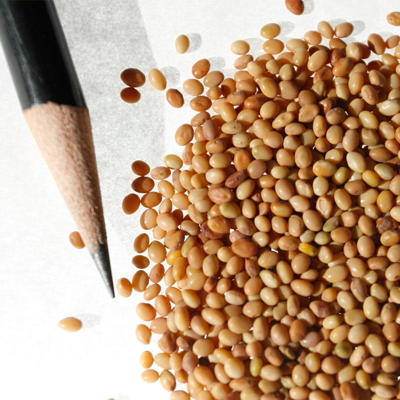 Crimson Clover Seeds