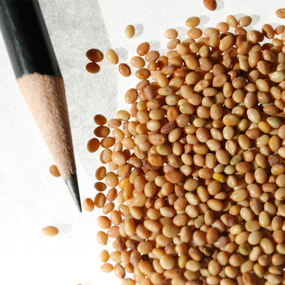 Crimson Clover Seeds