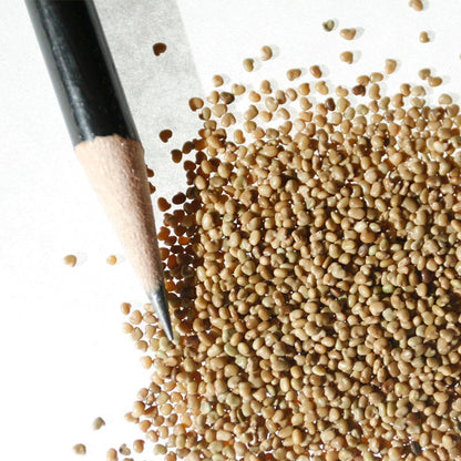 Purple Prairie Clover Seeds