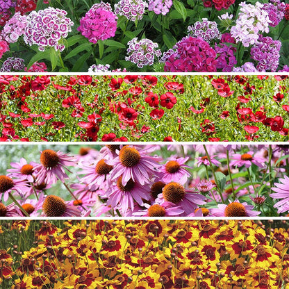 shade tolerant flower seeds Partial Shade Wildflower Seed Collection