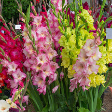 Bestselling Spring-Planted Bulbs