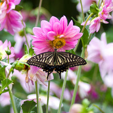 Spring-Planted Bulbs To Attract Butterflies