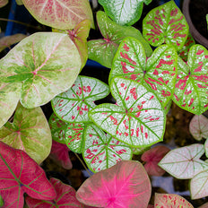 Spring-Planted Bulbs For Shade