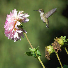Spring-Planted Bulbs To Attract Hummingbirds