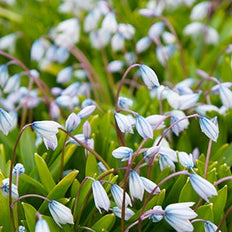 Scilla Flower Bulbs