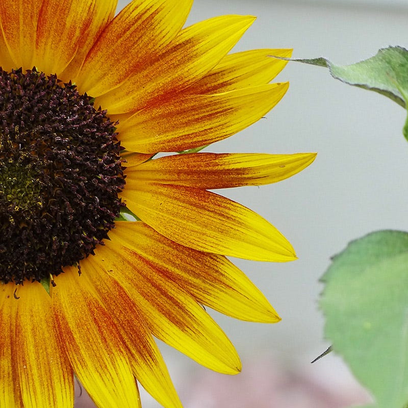 Autumn Beauty Sunflower Seeds