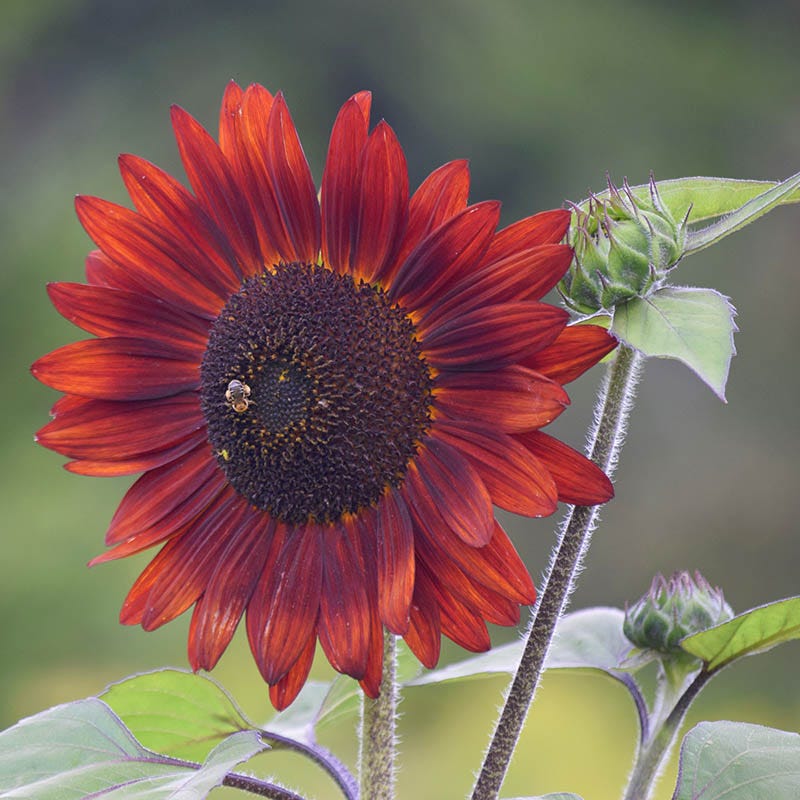 Red Sunflowe Red Sun Sunflower Seeds, Helianthus | American Meadows