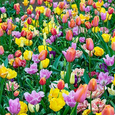 Tulip Flower Bulbs