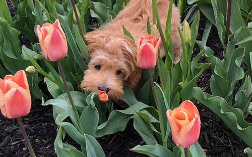 Tulip Flower Bulbs