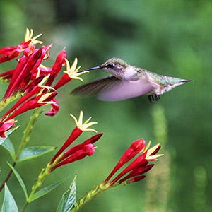Indian Pink with Hummingbird