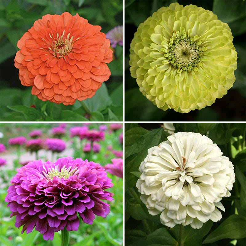Find Your Zen Zinnia Seed Collection