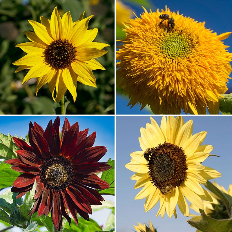 Sunflowers For The Soul Seed Collection