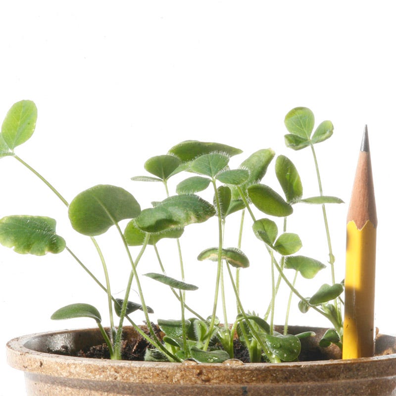 Crimson Clover Seeds