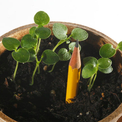 Rocket Larkspur Seeds