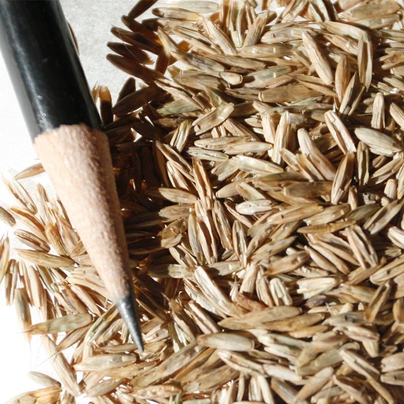 Annual Rye Grass Seeds