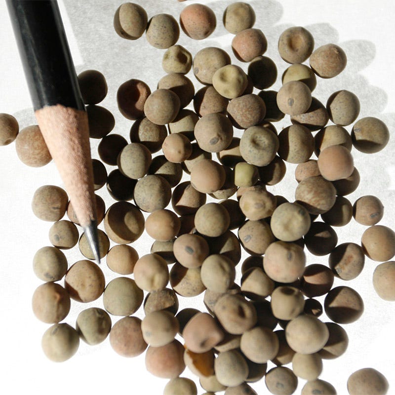 Austrian Winter Pea Seeds