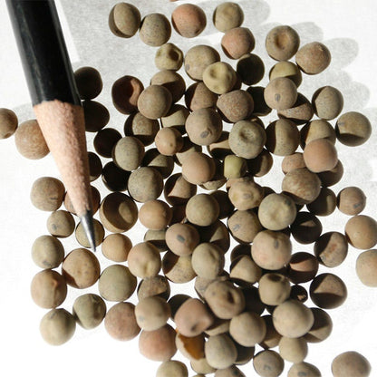 Austrian Winter Pea Seeds